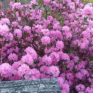 Meet your Posher, Ada